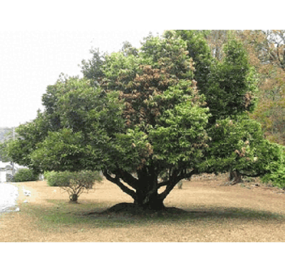 Diospyros ebenum, Ceylon Ebony, Indian Ebony Tree - 5~50 Sementes | eBay