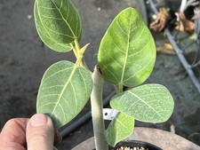 Ficus benghalensis ( Moraceae ) issu de bouture 1 an