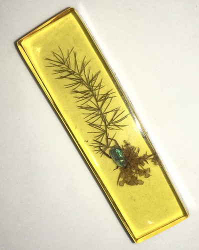 Antiker Plexiglas Block ECHTER Käfer Insekt Pflanze Natur Szene Vintage Unikat Geschenk - Bild 3 von 7