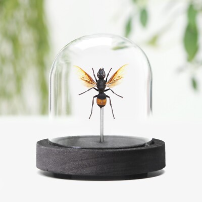 Gelb gebänderte Hornisse Insekt Käfer Motte Schmetterling Entomologie Taxidermie Glocke Glas