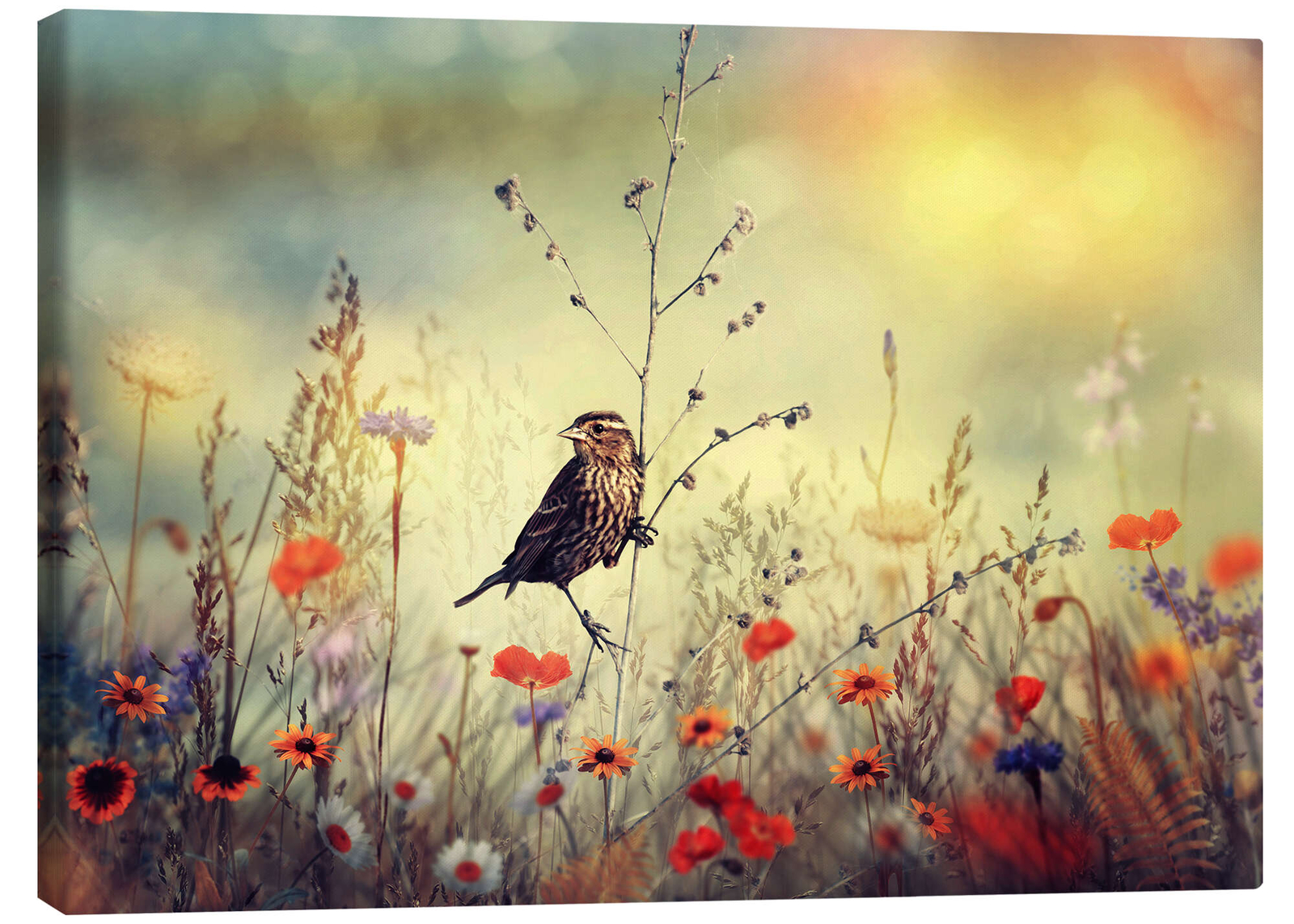 Leinwandbild Feld mit wilden Blumen