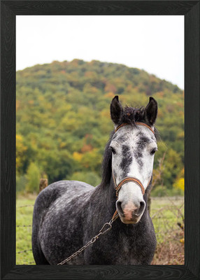 Gray Horse Portrait in Nature Framed Wall Art Poster Canvas Print Picture