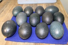 Lot of 12 Emu Eggs Blown Out 5" Shells Only Drilled Empty Cured Blown Intact