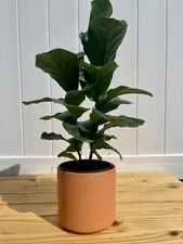 Live Indoor Ficus Lyrata, Fiddle Leaf Fig Tree - Floor Plant- Tree - 6''grow pot