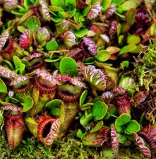 Cephalotus Follicularis Live Carnivorous Plant - Albany Pitcher Plant - Potted