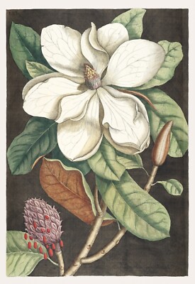 Decoration Poster.Interior wall design.Laurel Tree.Mark Catesby nature art.14958