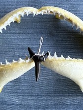 SHARK TOOTH PENDANT..fossilized 7/8 inch Sand Tiger from Venice Florida.