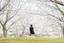 sakura_japan.camera
