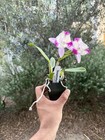Mini Cattleya - (C. Little Dipper x Slc. Candy Sparks) 11585 — photo 6