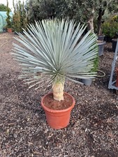 Blue Swan Yucca Rostrata Plant Potted Hardy Evergreen Plant 35L Pot 100cm Tall