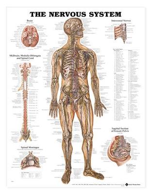 Nervous System Human Wall Chart 20'' x 26'' Laminated LFA #98949 SPECIAL SALE WOW!