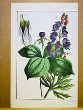 ANTIQUE FLOWERS PICTURES ILLUSTRATION 1882 ORIGINAL 100% ILLUSTRATION BOTANY ...