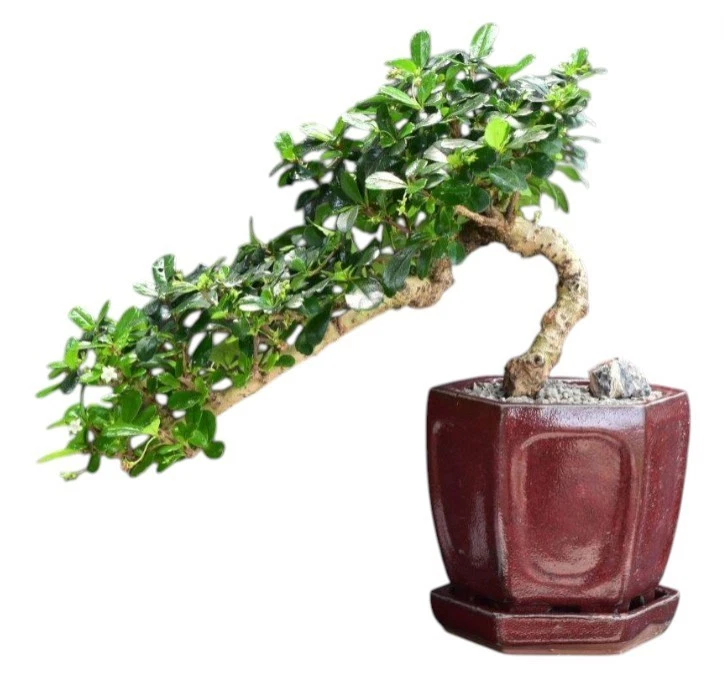 bogenhanf schlafzimmer kaufen Sansevieria Moonshine Bogenhanf Zimmerpflanze Ø14cm ↕40cm kaufen main image 1