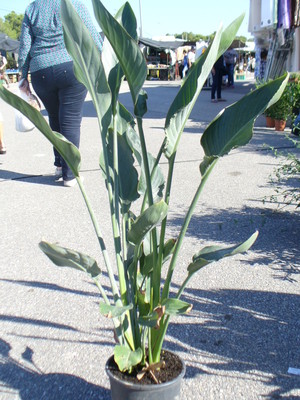 Strelitzia, reginae, Paradiesvogelblume, Papageienblume, Zimmerpflanze 2-3  Pfl. | eBay.de