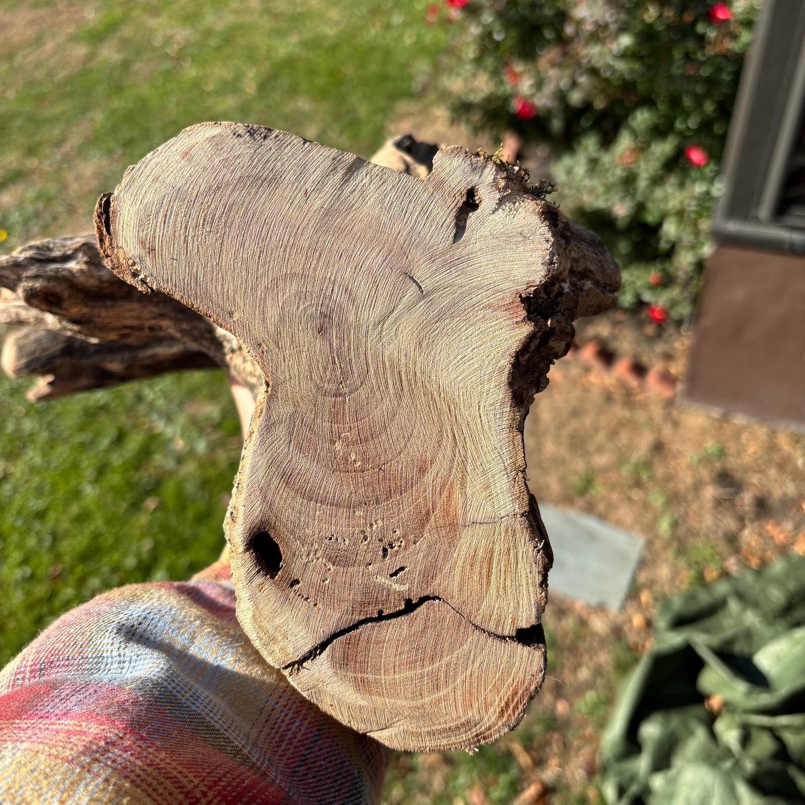 Hardwood Driftwood Tree 16x6x9 – Mossy Natural Branch Sculpture for Home Decor