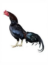 12 Chicken Hatching Eggs