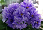 African Violet Plant ~ Rhapsodie Clementine — photo 1