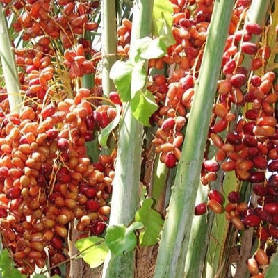 Medjool Date Palm 35+ Seedss (Phoenix dactylifera) Sweet Date Palm