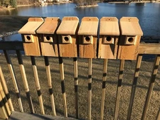 6 Pack Cedar Bluebird Bird House  3/4" THICK Cedar Birdhouse! W/ Predator Guard!
