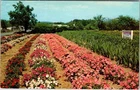 Postcard FARM SCENE Woodcliff Lake New Jersey NJ a/23 AN1189