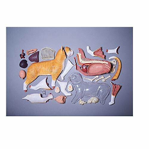 Skynet 3D puzzle 4D VISION Animal dissection No.29 Cat dissection model Orange - Picture 7 of 7