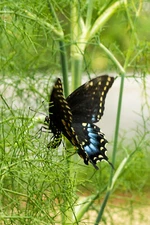 Fennel Seeds Herb Perennial Swallowtail Butterfly Host Plant Non-GMO 200 Seeds