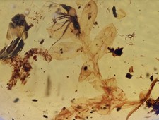 Scarce Compound Leaf, Fossil insect inclusion in Burmese Amber
