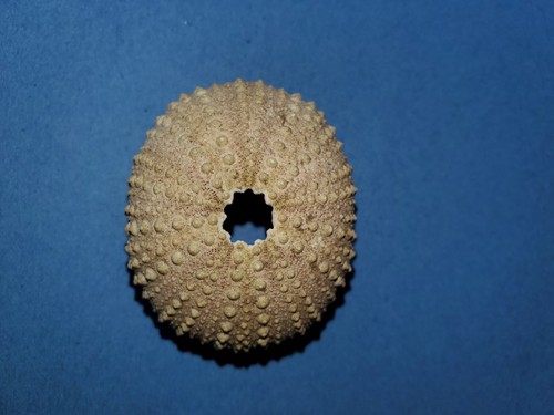 KAUAI, HAWAII SEA URCHIN SHELL 
