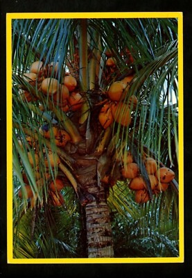 Food Fruit postcard Coconut Palm Tree Florida FL