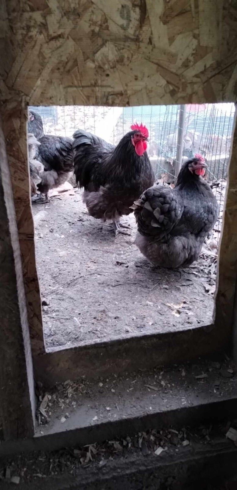 1 dozen chocolate English orpingtons hatching eggs eBay