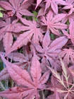 Japanese Maple DARK GHOST