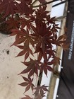 Acer palmatum 'John Teuvon' Rare Purple Japanese Maple 1 Gallon — photo 3