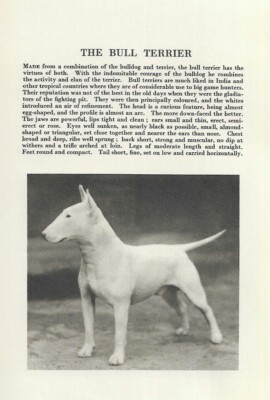 The Bull Terrier - CUSTOM MATTED - 1931 Vintage Dog Breed Art Print