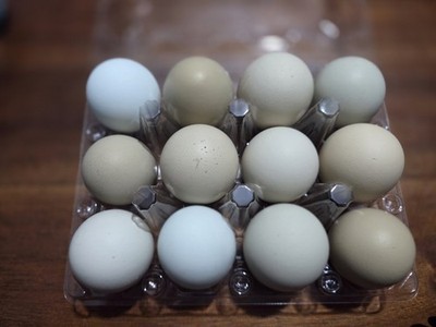 Olive Egger/ Easter Egger Hatching Eggs 1 dozen