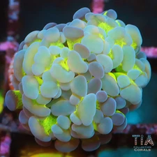 Jelly Glow Hammer - NOT WYSIWG | Live LPS Coral | Aquacultured