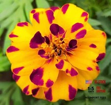 200 Mixed Colors Marigold Seeds French Dwarf Flowers Planting Outdoors Garden 
