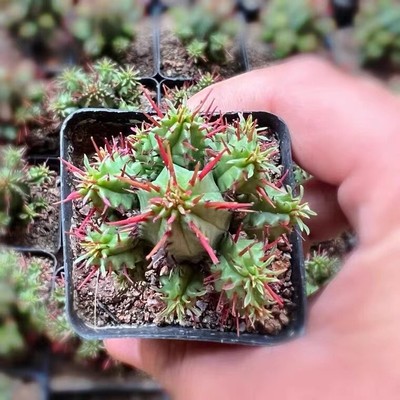 2pcs 4-6cm succulent cactus Euphorbia aggregata A. Berger Home Garden plants