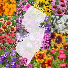 New Jersey Bulk Perennial Wildflower Mix 1lb Covers 2,000sq-ft - Attract Poll... 39.15 per gallon