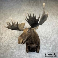 #31466 EL | Alaskan Yukon Moose Taxidermy Shoulder Mount For Sale