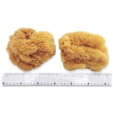 Unbleached 5-5.5" Sea Sponges 2pc - Art Crafting Texturing
