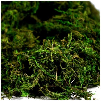 Artificial Moss Fake Green Grass 8oz Fresh
