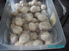 19 - REPLICA - GOLDEN EAGLE EGGS - EMERALD EGG COLLECTION - ACRYLIC - HOLLOW.