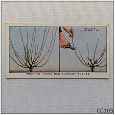 Wills Garden Hints #35 Pruning Young Red Currant Bushes Cigarette Card (CC105)