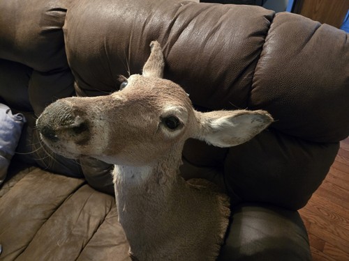 Weißschwanz Hirsch Reh Kopf Schulter Reittier Taxidermy - Bild 3 von 8