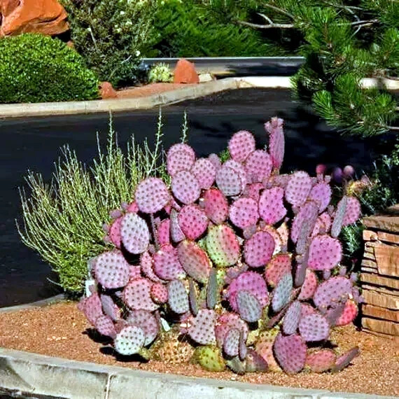 20 Purple Cactus Seeds (Opuntia Santa Rita) Prickly Pear Fruit Rare Fast Hardy-7