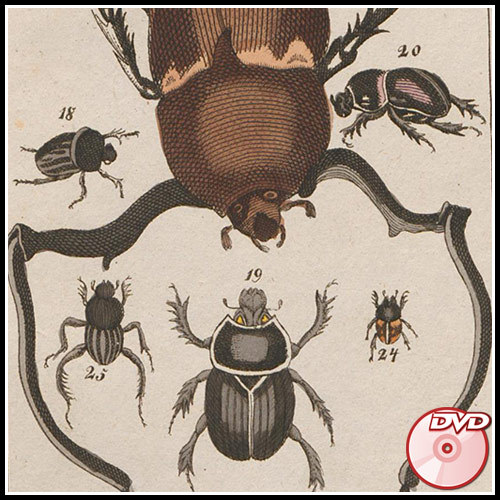 INSECTS Rare Old Books Collection - Butterflies - Bugs - Great