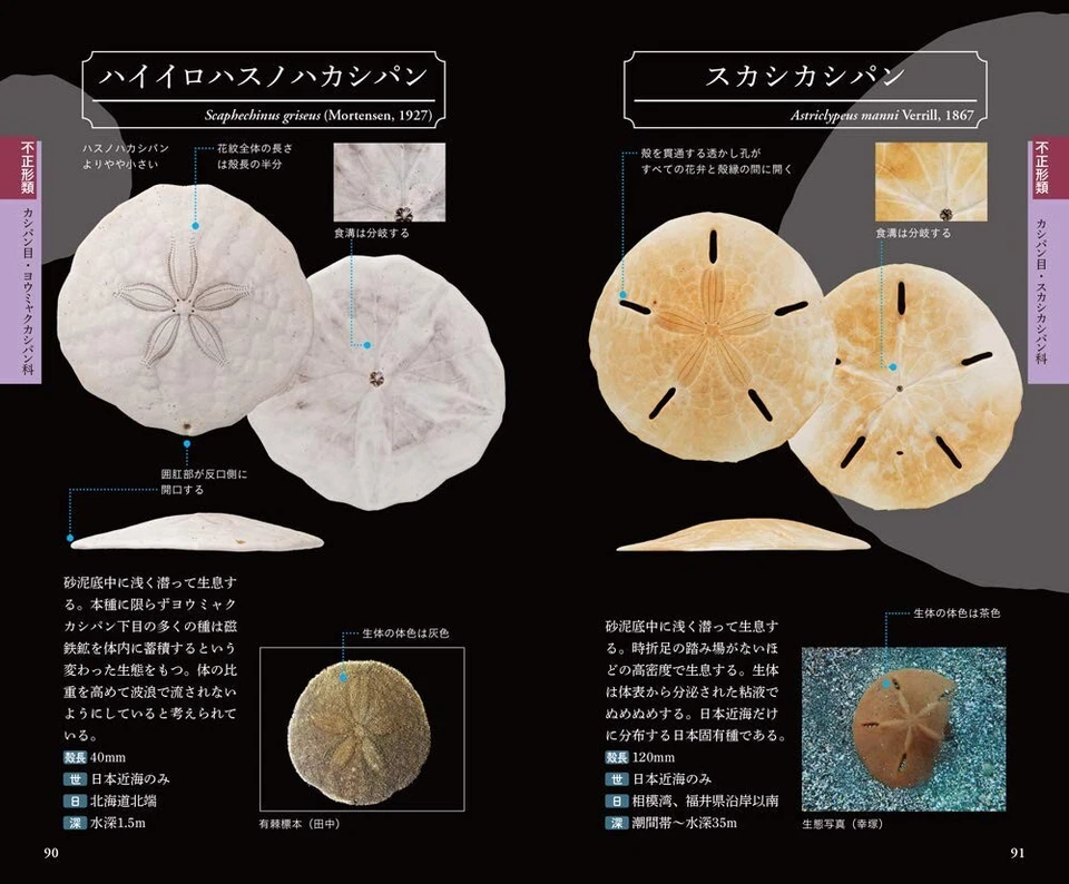Uni Handbook Beautiful Sea Urchins Guidebook Japanese Photo Book Japan NEW - Image 4 of 4