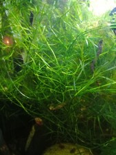 Guppy Grass Hobbyist Home Grown