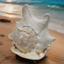 Large Horned Helmet Queen King Conch Shell Seashell Nautical Beach Tiki Coastal 
