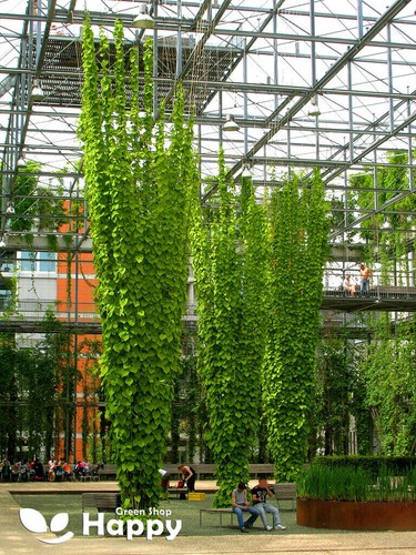 CLIMBING FLOWERS - Vines - Thunbergia Morning Glory Sweet Pea - Flower seeds - Picture 110 of 121